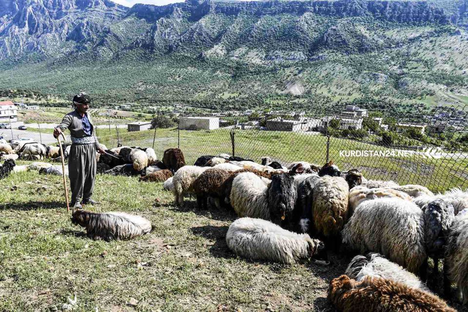 بالصور | الأغنام تنتعش بـ